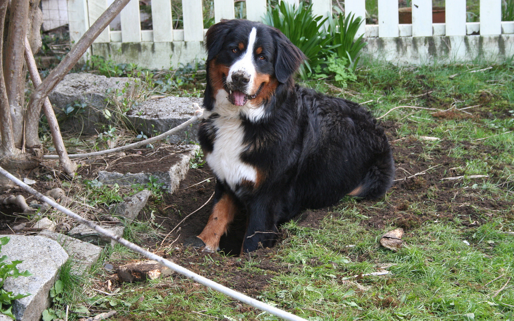 Cane in giardino: 5 step per la sua progettazione!