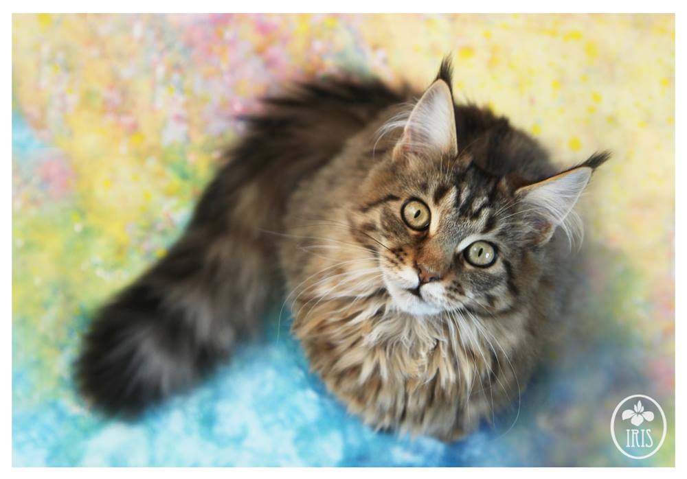 Iris Grace e Thula: un gatto contro l'autismo