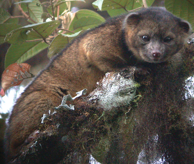 Olinguito_animali_strani_animali_pucciosi