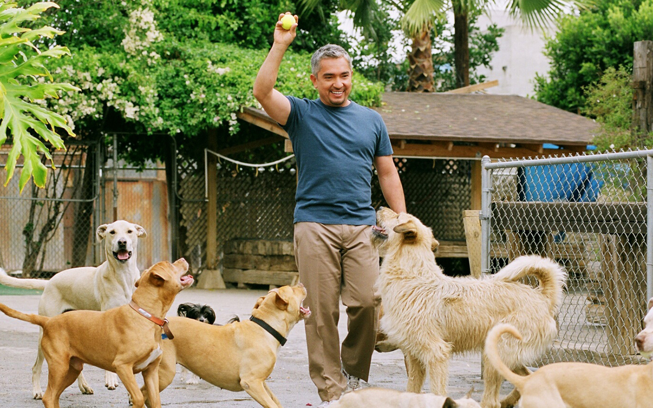 Cesar Millan's television show Dog Whisperer on National Geographic debuted in 2004, but Millan previously spent years struggling to pursue a career as a dog trainer