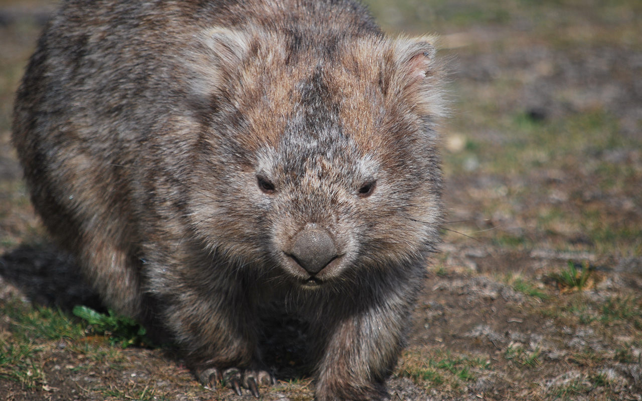animali_australiani_animali_pucciosi_vombato_wombat