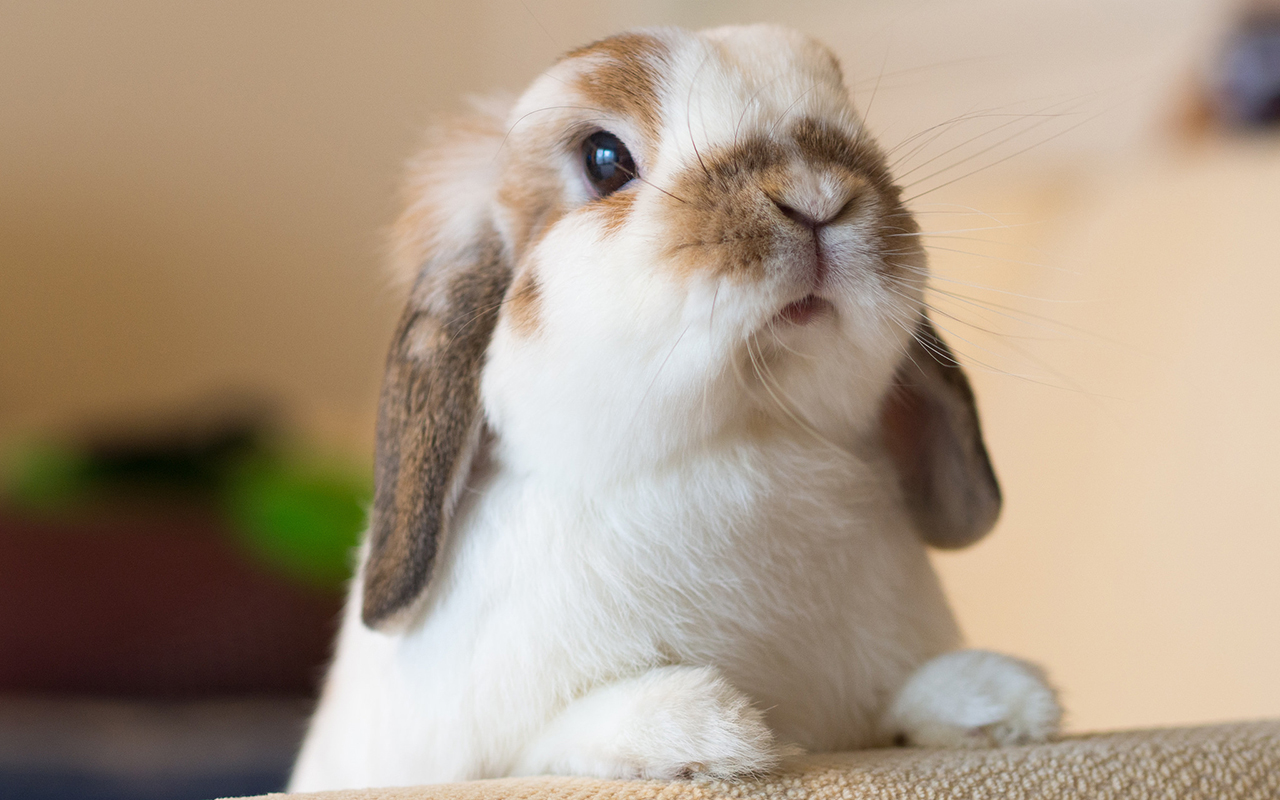 coniglio_ariete_holland_lop_animali_pucciosi