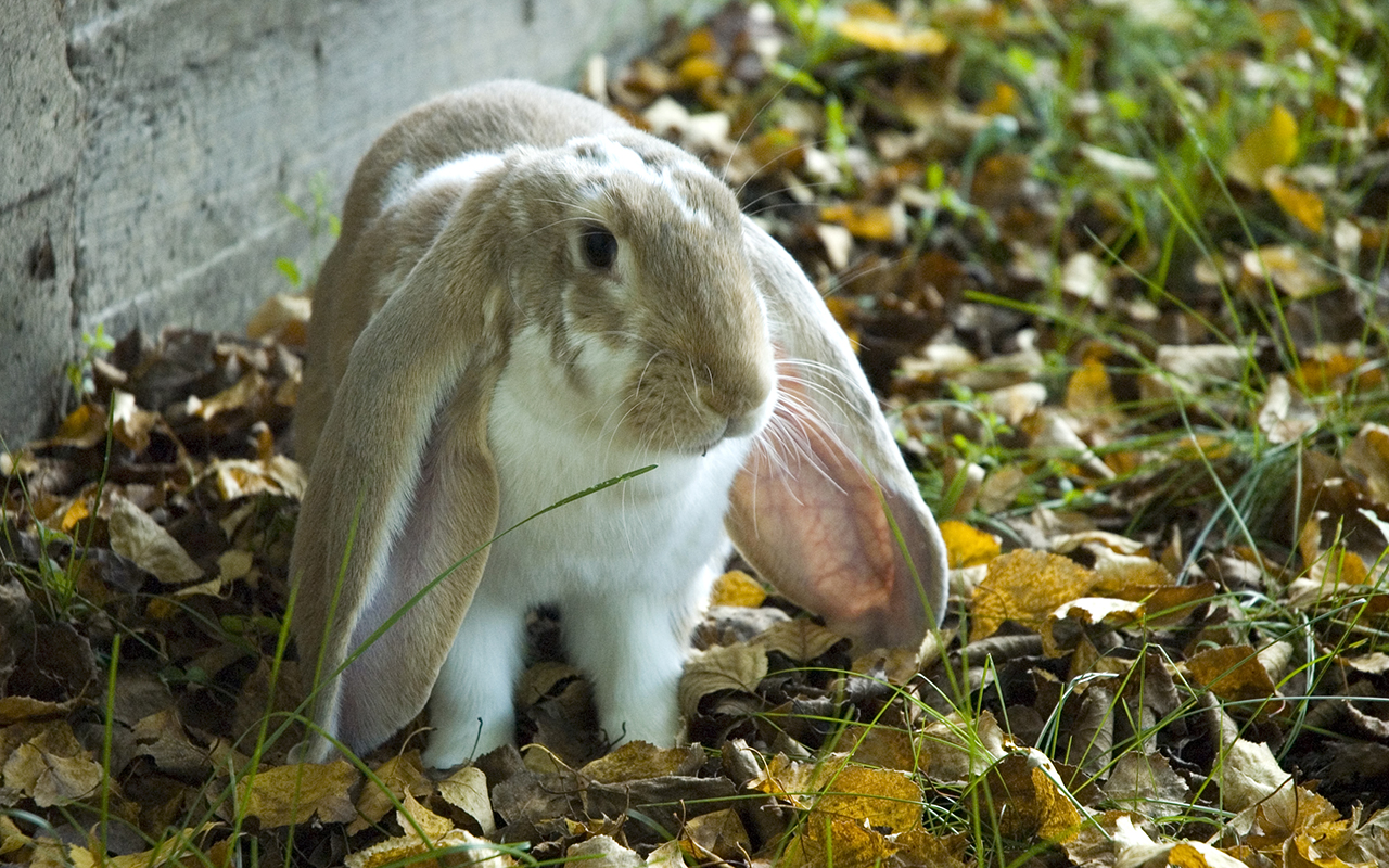 coniglio_ariete_inglese_english_lop_rabbit_animali_pucciosi