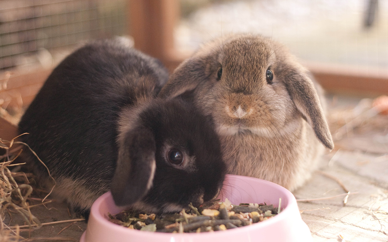 coniglio_ariete_nano_lop_bunny_animali_pucciosi