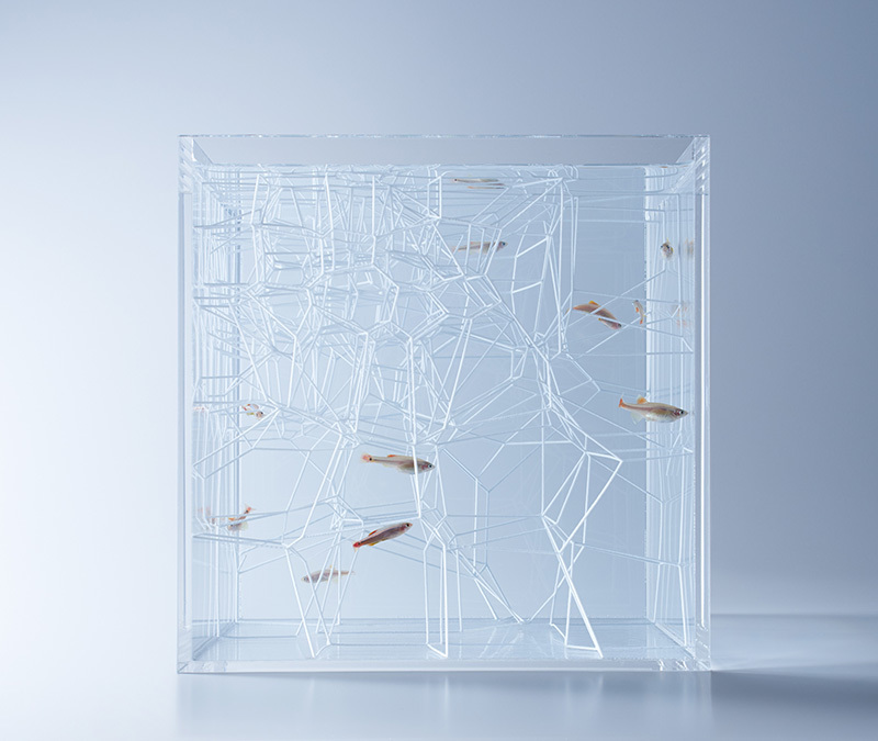 Acquari 3D: le splendide opere di Haruka Misawa