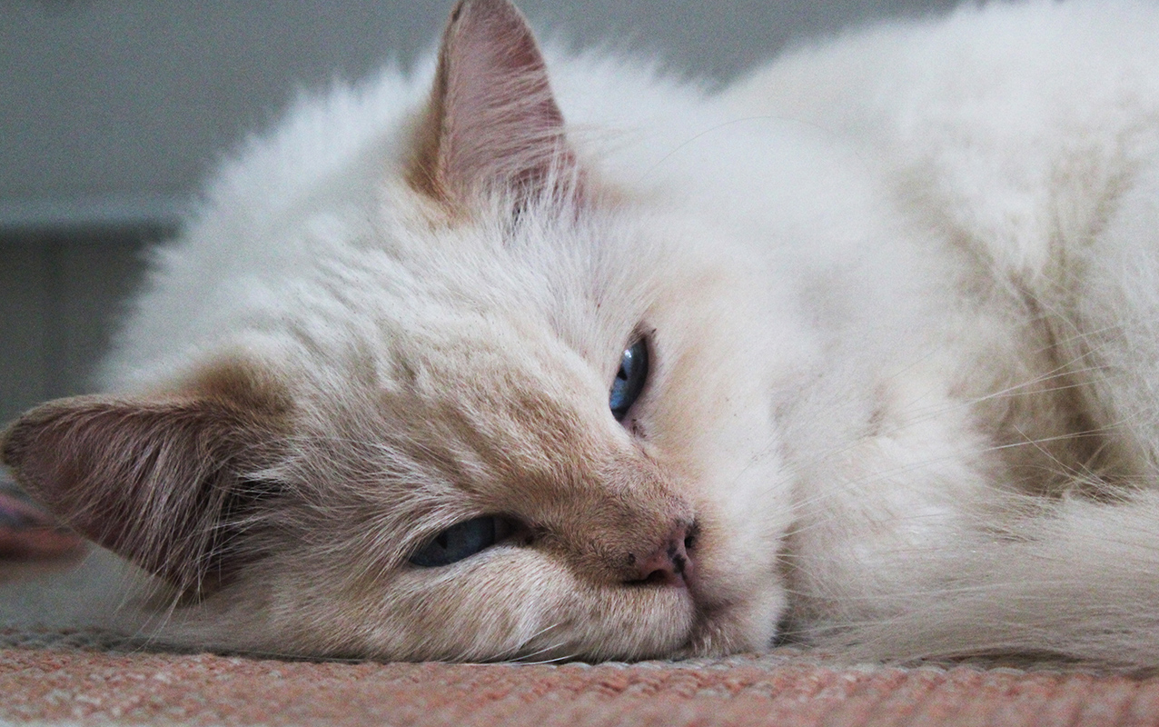 Cucce invernali per gatti: un caldo letto anche per loro!