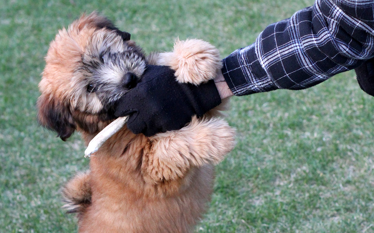 Giocare con il cane, semplici passi per socializzare assieme