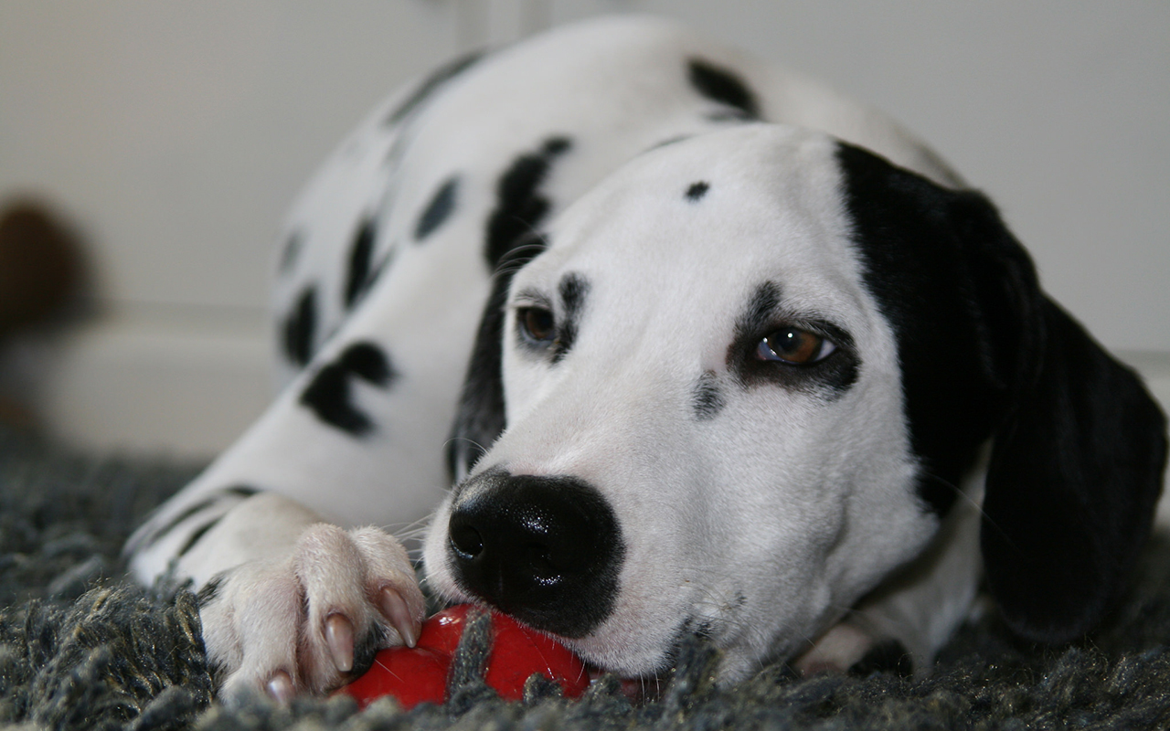 Giocare con il cane, semplici passi per socializzare assieme