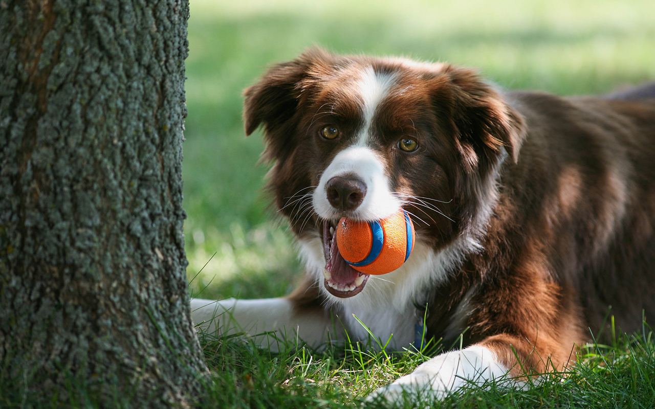 Giocare con il cane, semplici passi per socializzare assieme