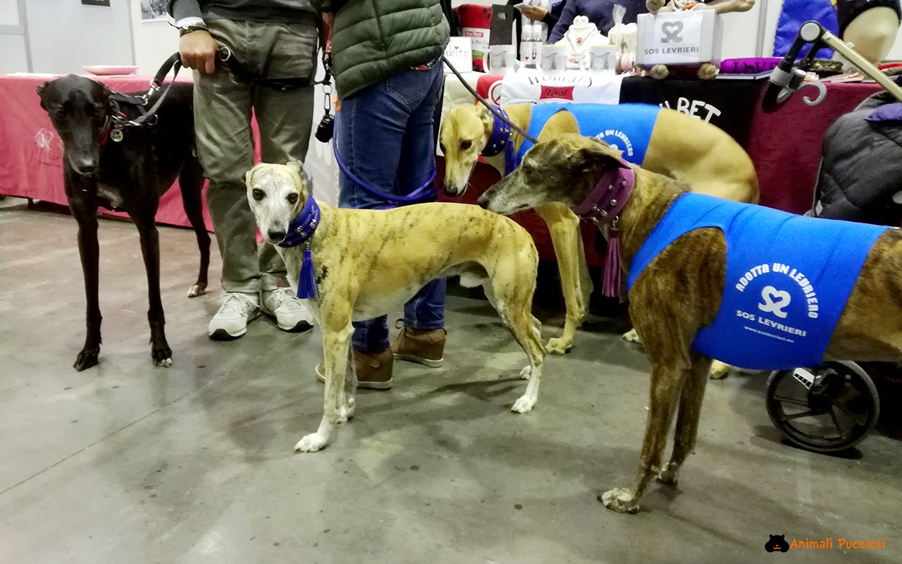 Petsfestival 2016: una giornata alla fiera degli animali