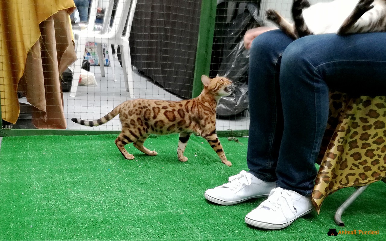 Petsfestival 2016: una giornata alla fiera degli animali