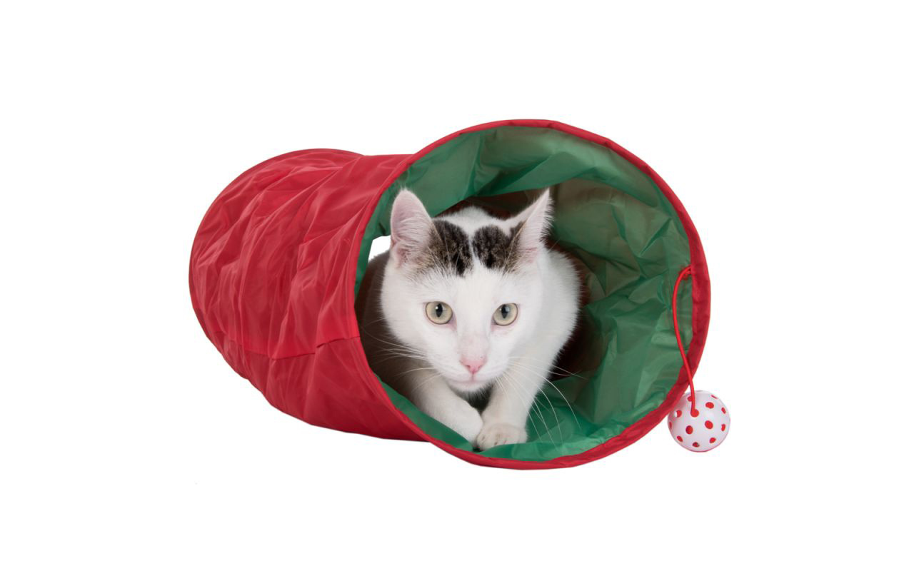 Christmas 4 Pets: Idee per un natale a quattro zampe