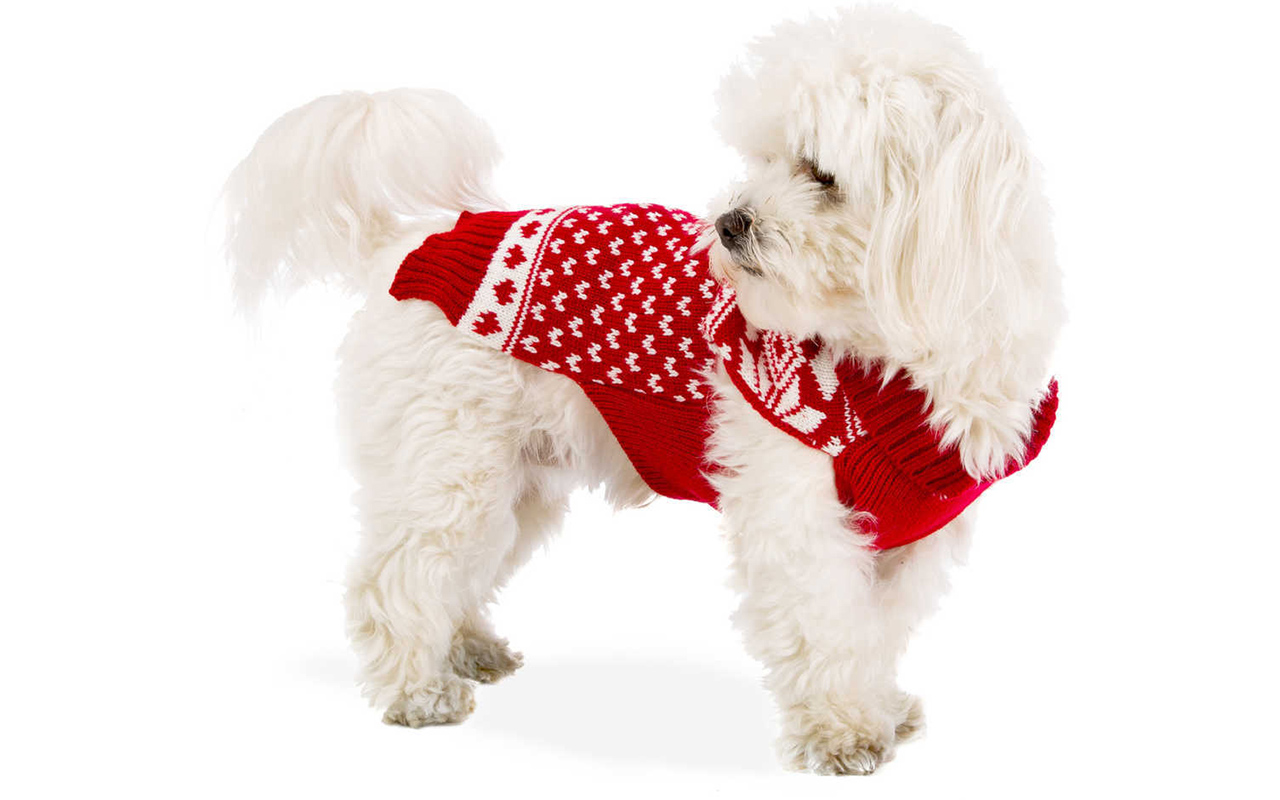 Christmas 4 Pets: Idee per un natale a quattro zampe