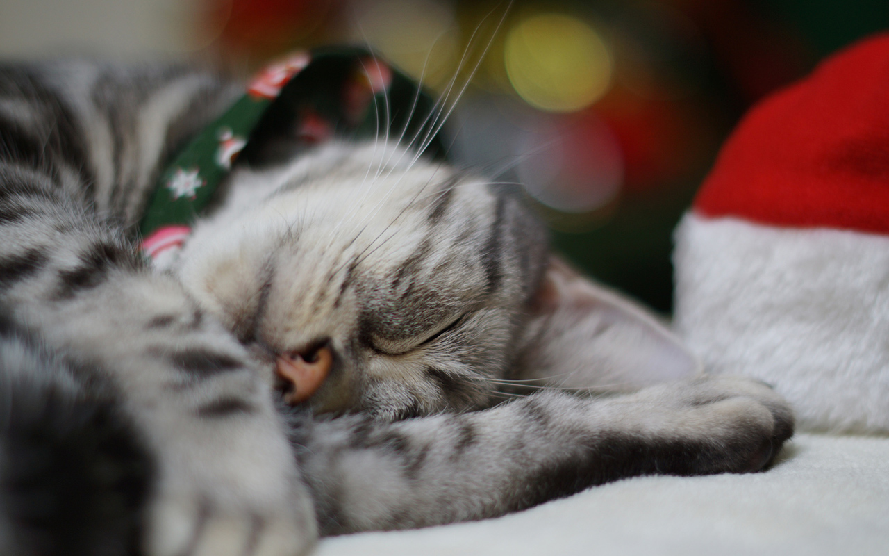 Christmas 4 Pets: Idee per un natale a quattro zampe