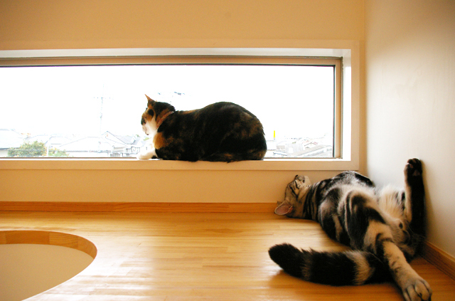 The cats' house, una vera reggia per felini