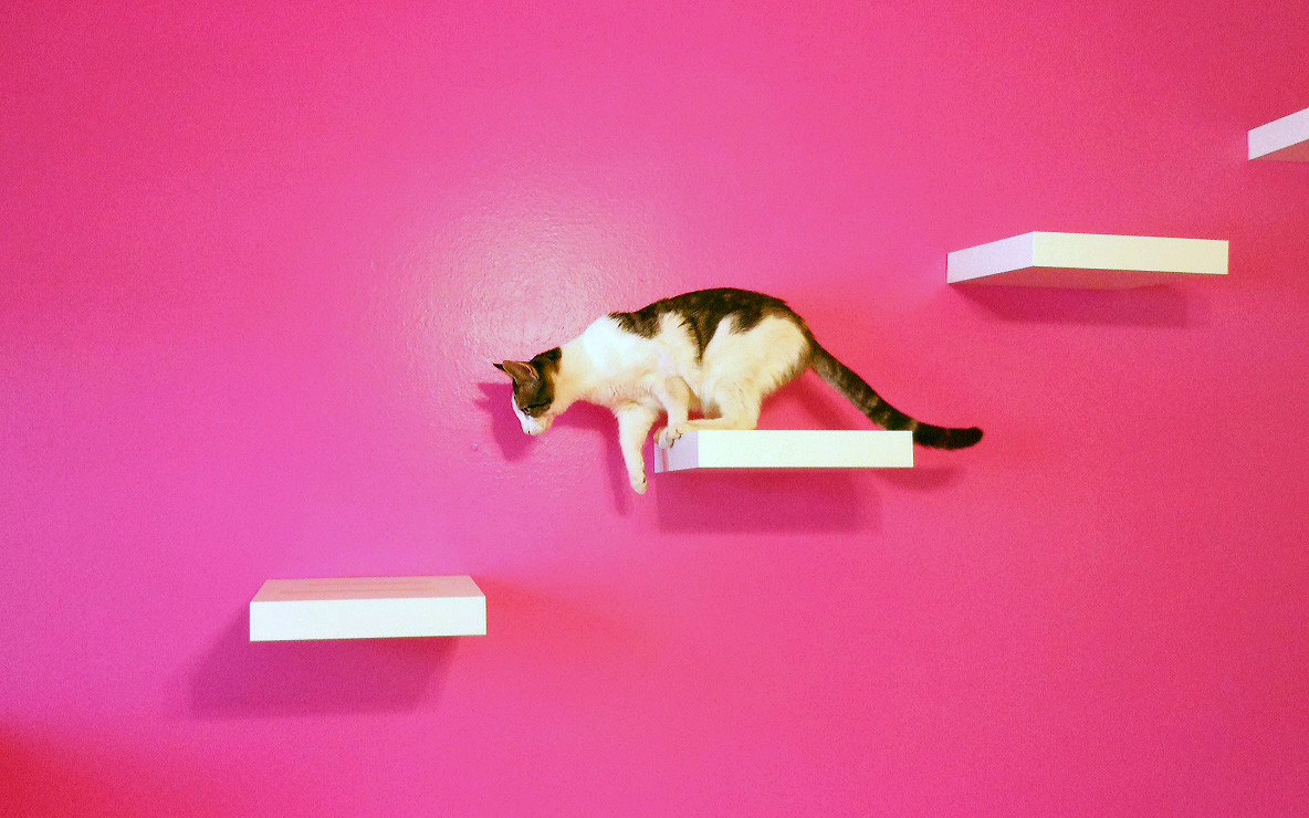 scala da arrampicata scale di gatto mobile per bagno scala da parete livello di gatto Mensola da parete per gatti camera amaca gatto soggiorno per arrampicate 