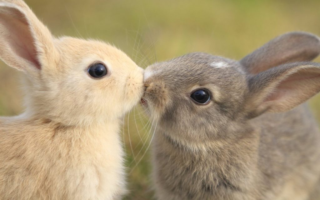 coniglio_nano_animali_pucciosi_da_sapere_00
