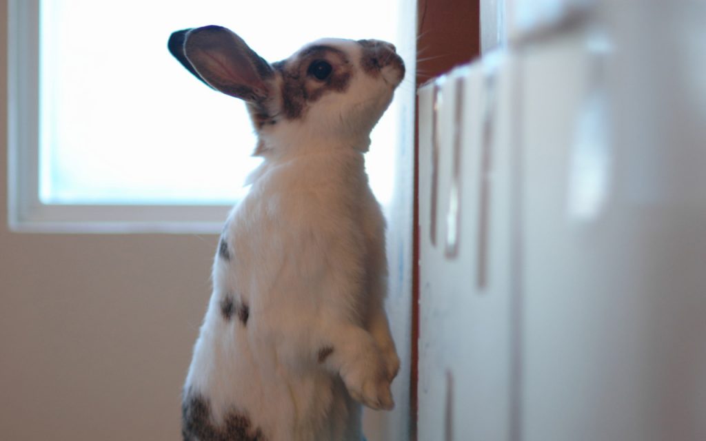 coniglio_nano_animali_pucciosi_da_sapere_00