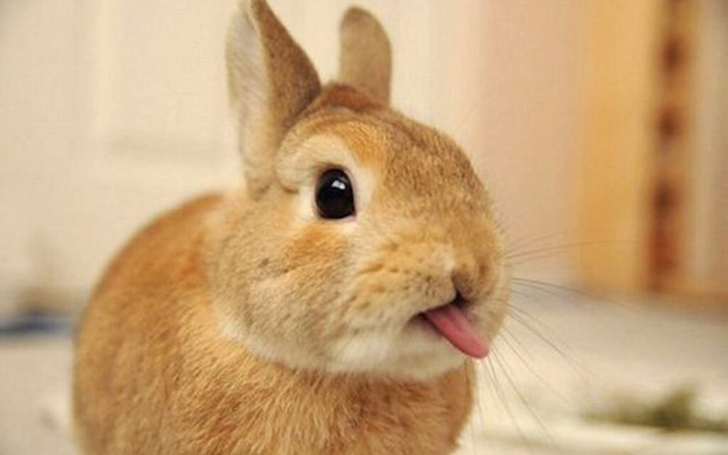 coniglio_nano_animali_pucciosi_da_sapere_00