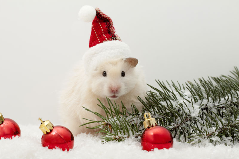 Immagini Natale Gratis.Biglietti Natale Gratis Da Stampare A Casa Propria Animali Pucciosi