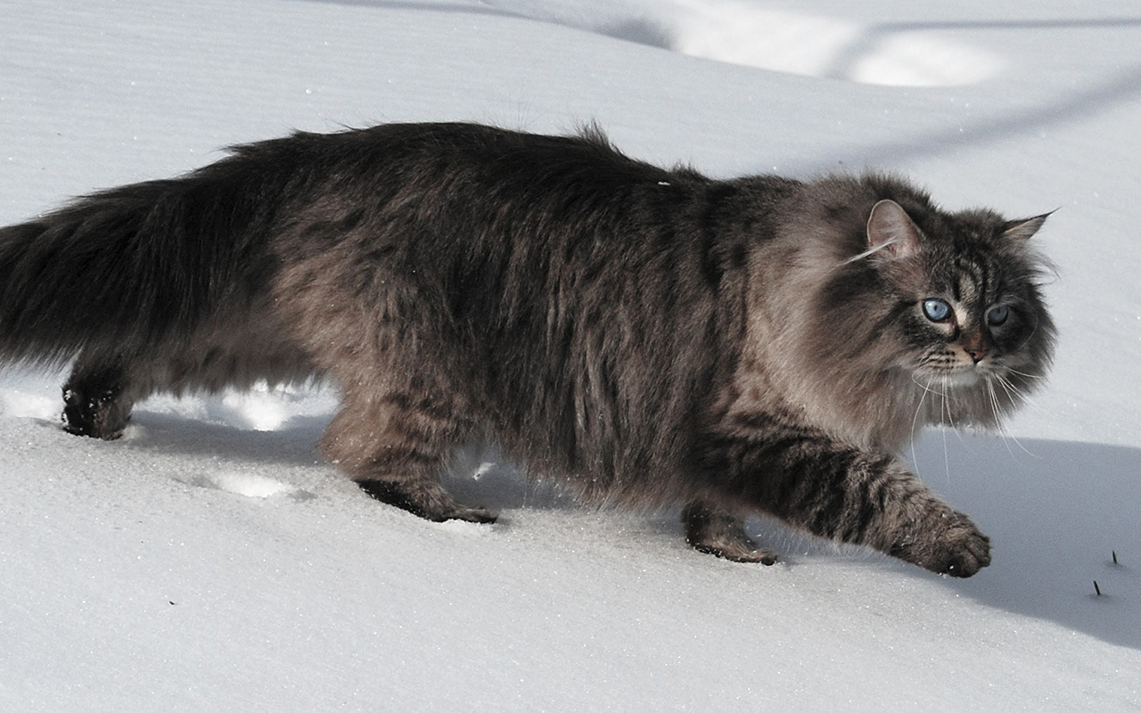 gatti_anallergici_animali_pucciosi_siberiano