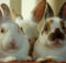 Cura dei conigli: i 10 errori più comuni!