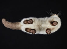 Andrius Burba e le sue foto di gatti dal basso