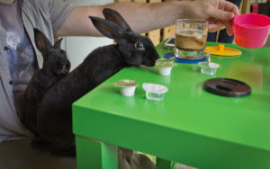 Rabbit Cafè: Direttamente dal Giappone dei bar per conigli