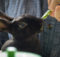 Rabbit Cafè: Direttamente dal Giappone dei bar per conigli