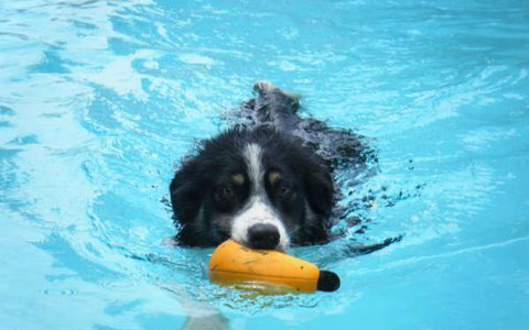 Piscina per cani terapeutica: cos'è e dove trovarla