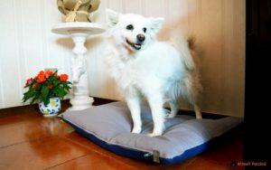Recensione: un cuscino per cani d'ispirazione giapponese!