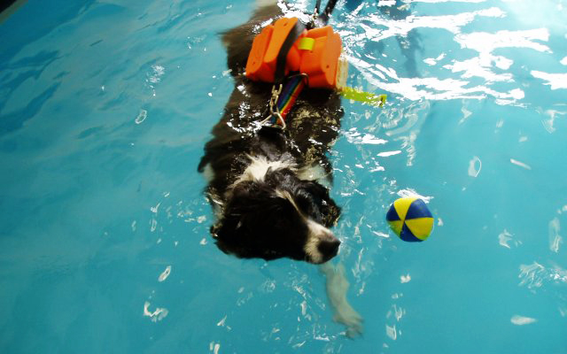 Piscina per cani terapeutica