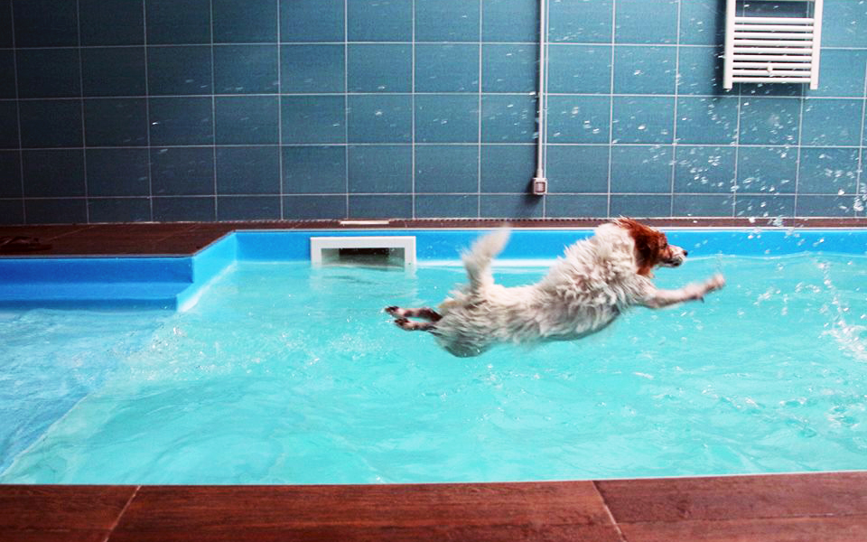 Piscina per cani terapeutica