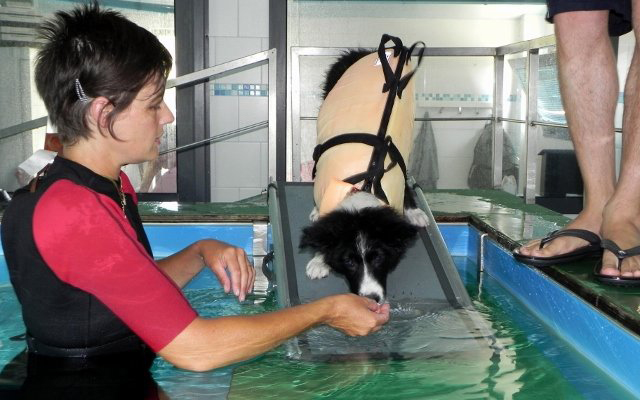 Piscina per cani terapeutica