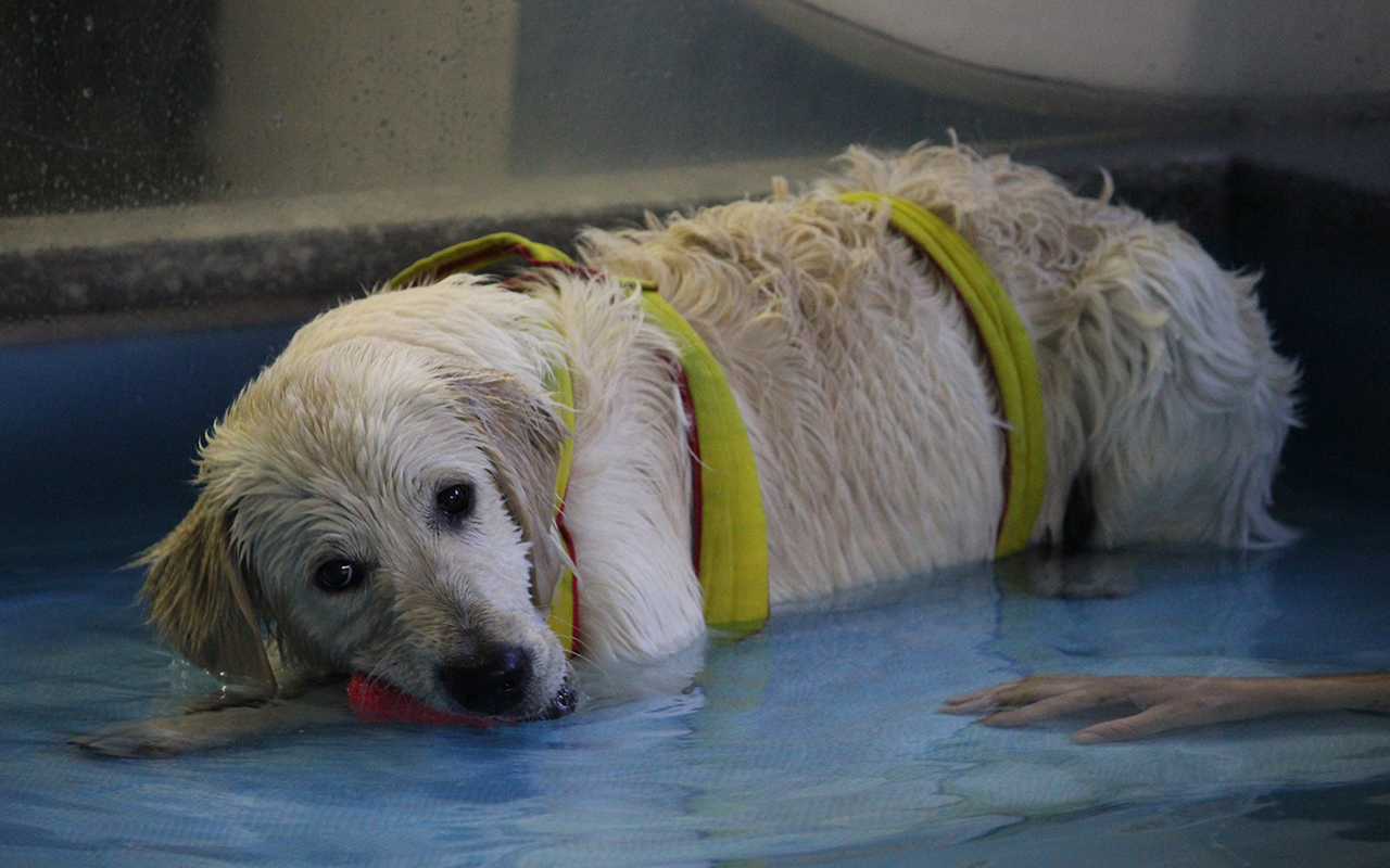 piscina_per_cani_terapeutica_centro_cinofilo_europeo_milano_animali_pucciosi