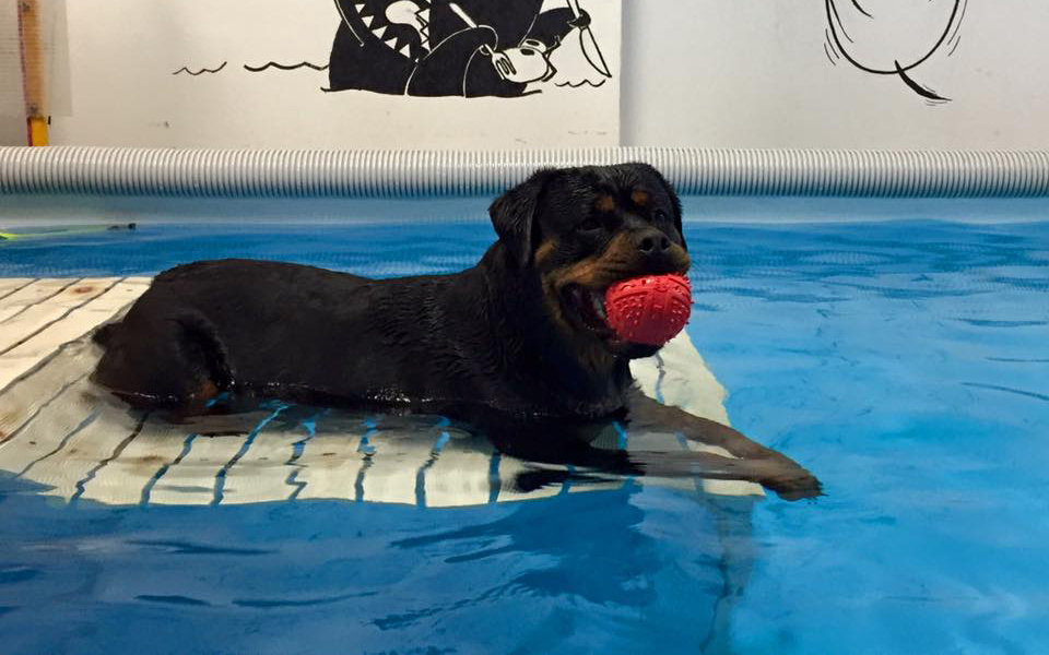 Piscina Per Cani Terapeutica Cosè E Dove Trovarla