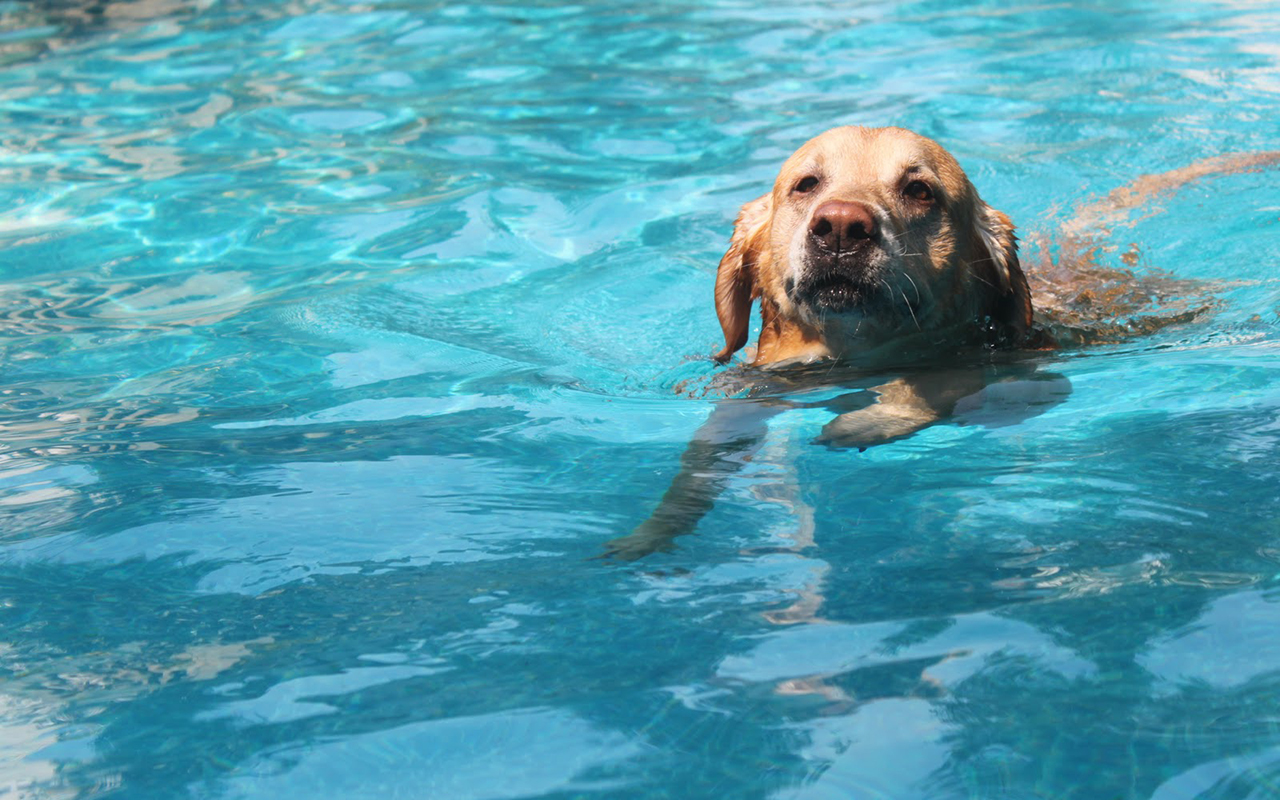 Piscina per cani terapeutica: cos'è e dove trovarla