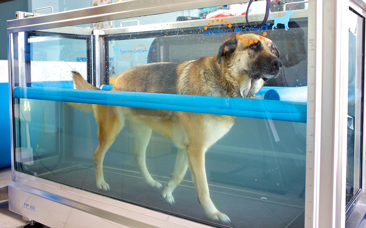 Piscina per cani terapeutica: cos'è e dove trovarla