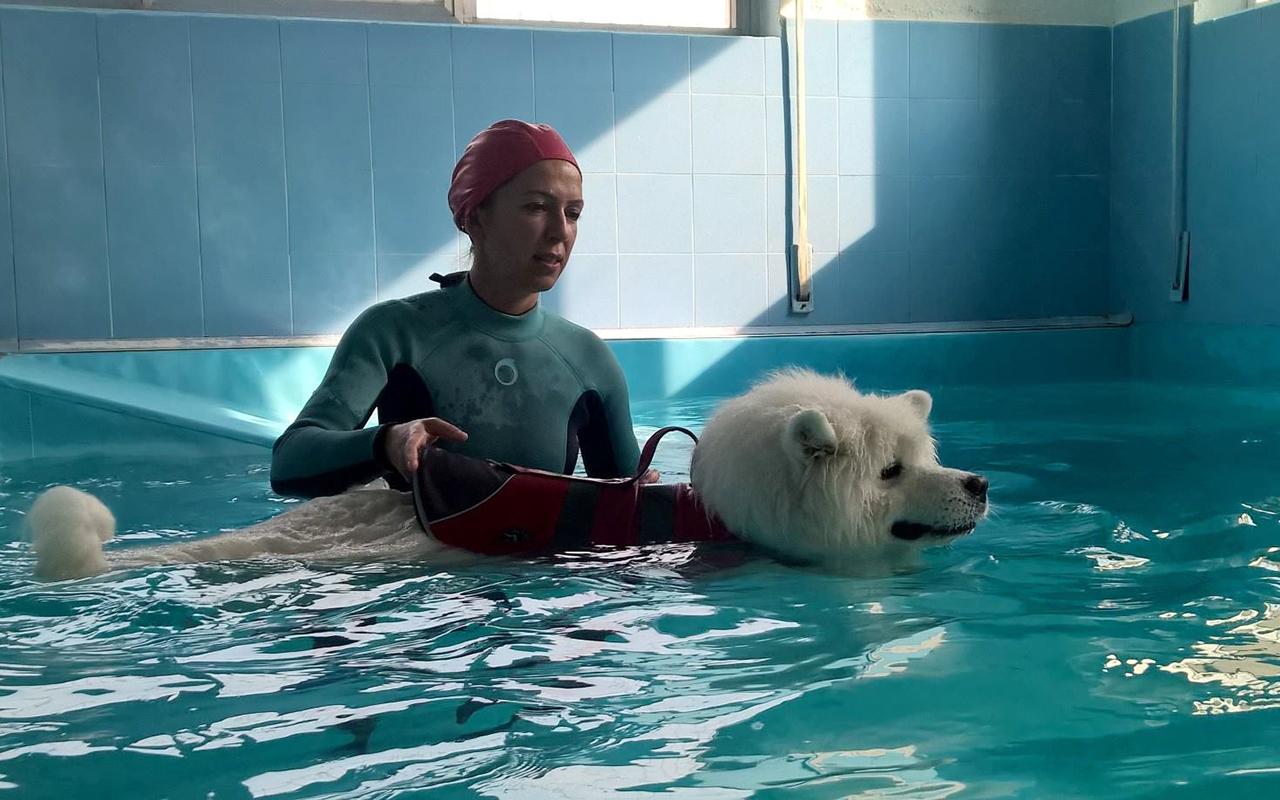 Piscina per cani terapeutica: cos'è e dove trovarla