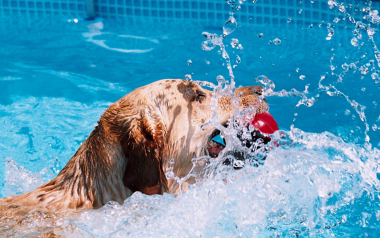 Piscina per cani terapeutica: cos'è e dove trovarla