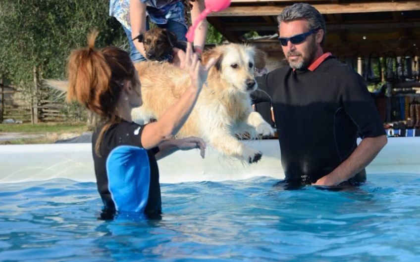 Piscina per cani terapeutica: cos'è e dove trovarla