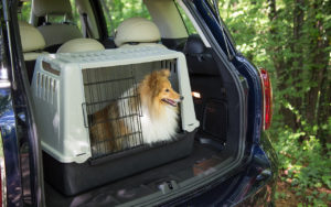 Viaggiare col cane in auto: cosa portare