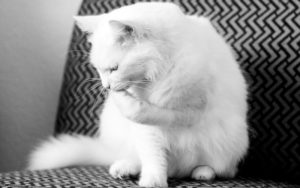 Il gatto d'Angora: l'eleganza a pelo lungo