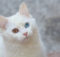 Il gatto d'Angora: l'eleganza a pelo lungo