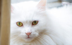 Il gatto d'Angora: l'eleganza a pelo lungoIl gatto d'Angora: l'eleganza a pelo lungo