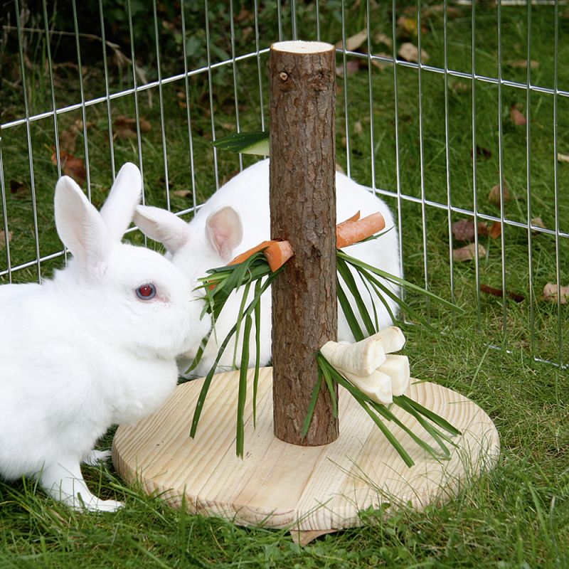 Pericoli all'interno e all'esterno per i conigli di casa - AAE ONLUS