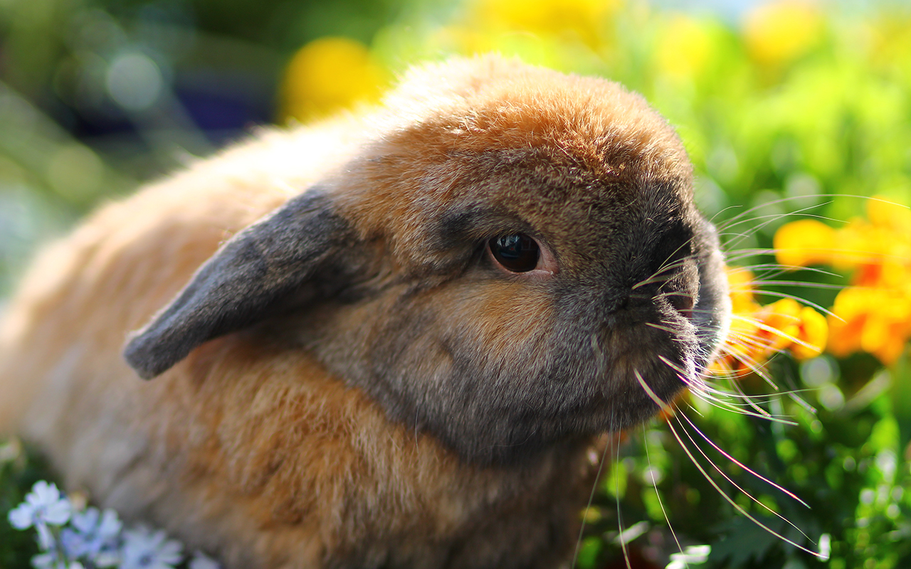 coniglio_in_giardino_animali_pucciosi