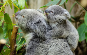 animali_australiani_animali_pucciosi_koala