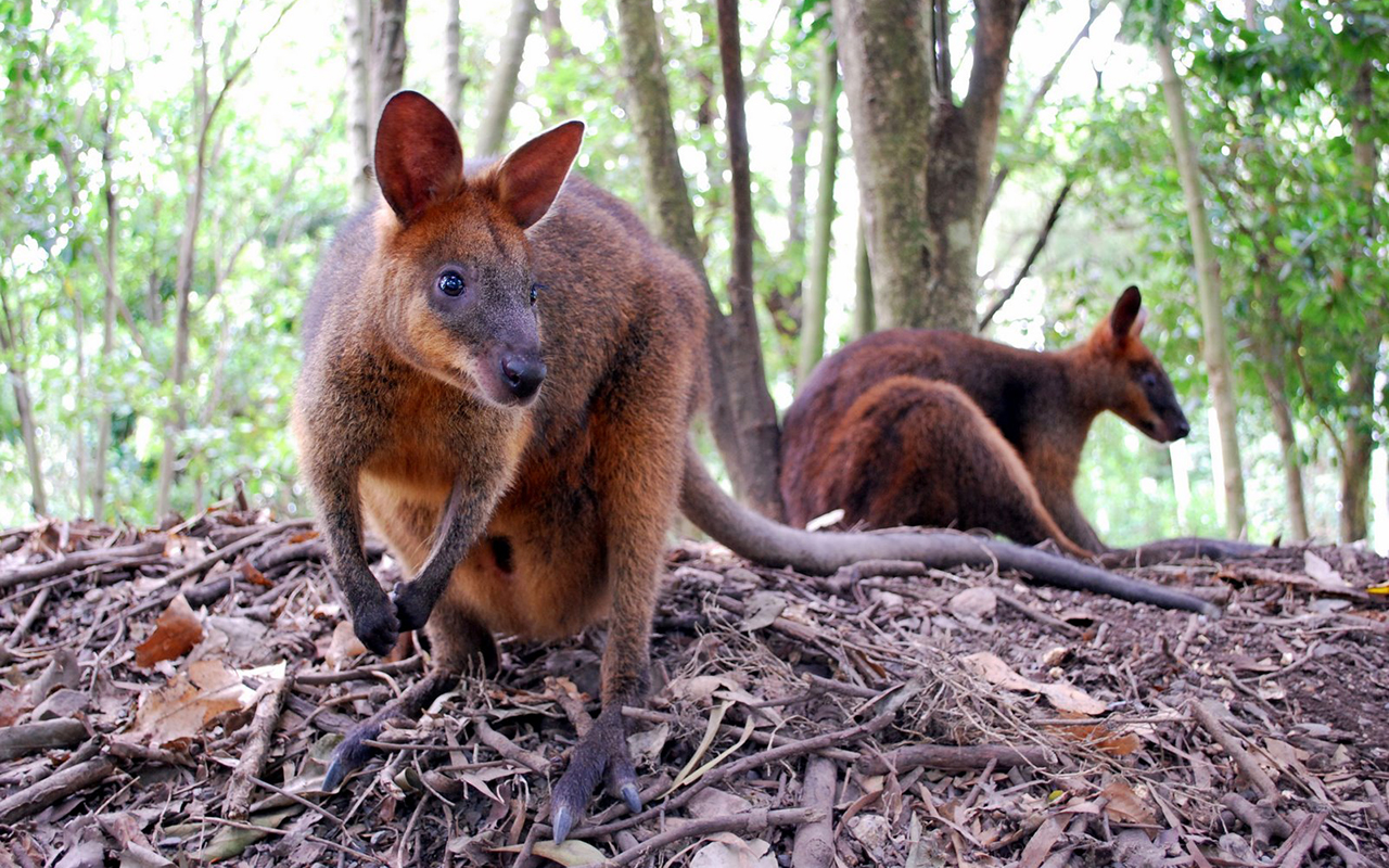 animali_australiani_animali_pucciosi_wallaby