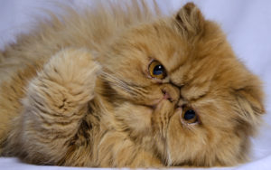 Il gatto persiano: il pelo lungo per eccellenza